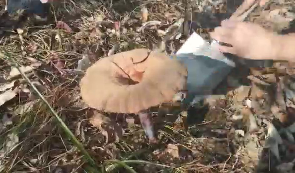  9999js��ɳ��Ʒ��(�й�)���޹�˾���