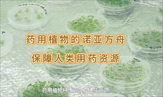 它是药用植物的诺亚方舟，即便面对“天灾人祸”，也不怕药没了