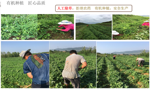 贺山东1xBET乐泉农业科技有限公司红薯基地荣获“山东省巾帼现代农业科技示范基地